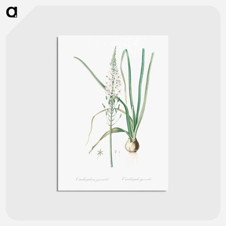 アートポストカード-Star-of-Bethlehem - ピエール ジョゼフ ルドゥーテ Postcard.