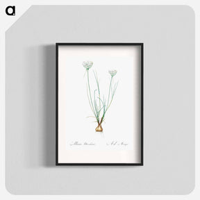 アートポスター-Allium moschatum illustration - ピエール ジョゼフ ルドゥーテ Poster.