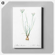 アートパネル-Allium moschatum illustration - ピエール ジョゼフ ルドゥーテ Canvas.
