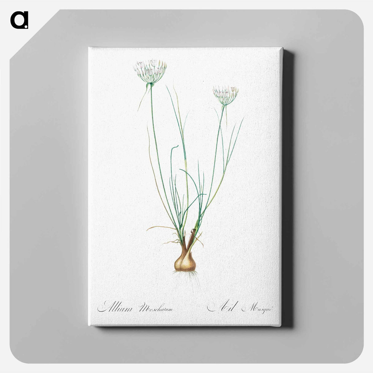 アートパネル-Allium moschatum illustration - ピエール ジョゼフ ルドゥーテ Canvas.