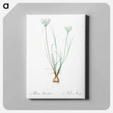 アートパネル-Allium moschatum illustration - ピエール ジョゼフ ルドゥーテ Canvas.