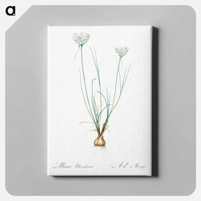 アートパネル-Allium moschatum illustration - ピエール ジョゼフ ルドゥーテ Canvas.