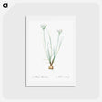 アートポストカード-Allium moschatum illustration - ピエール ジョゼフ ルドゥーテ Postcard.