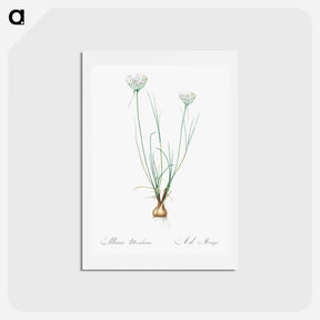 アートポストカード-Allium moschatum illustration - ピエール ジョゼフ ルドゥーテ Postcard.