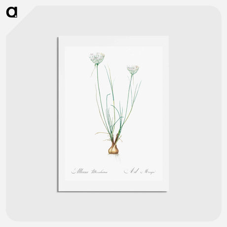 アートポストカード-Allium moschatum illustration - ピエール ジョゼフ ルドゥーテ Postcard.