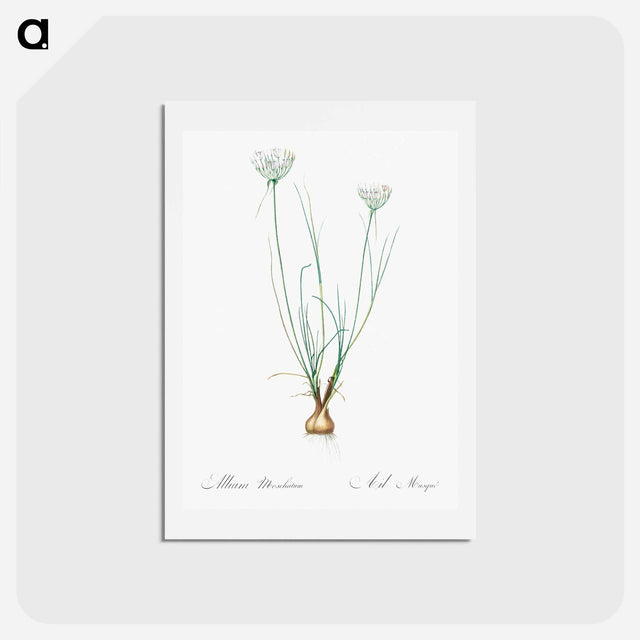 アートポストカード-Allium moschatum illustration - ピエール ジョゼフ ルドゥーテ Postcard.