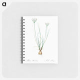 Allium moschatum illustration - ピエール ジョゼフ ルドゥーテ Memo.