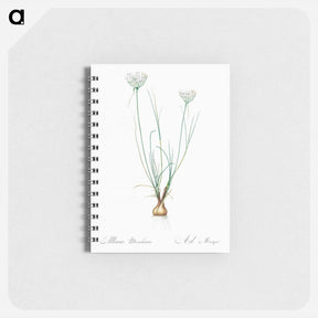 アートメモ帳-Allium moschatum illustration - ピエール ジョゼフ ルドゥーテ Memo.