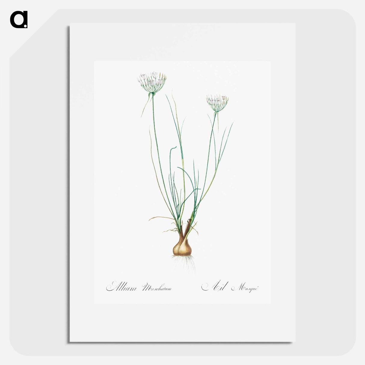 Allium moschatum illustration - ピエール ジョゼフ ルドゥーテ Poster.