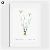 Allium moschatum illustration - Pierre Joseph Redouté Poster.