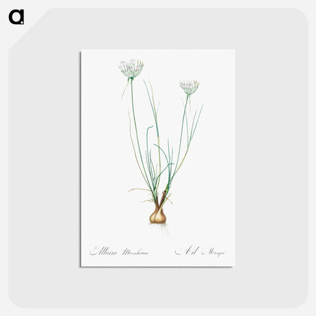 アートポストカード-Allium moschatum illustration - ピエール ジョゼフ ルドゥーテ Postcard.