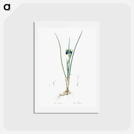 アートポストカード-Snake's head illustration - ピエール ジョゼフ ルドゥーテ Postcard.