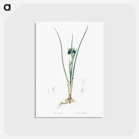 アートポストカード-Snake's head illustration - ピエール ジョゼフ ルドゥーテ Postcard.