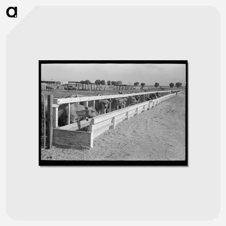 アートポストカード-Casa Grande Valley Dairy Cattle
 - ラッセル リー Postcard.