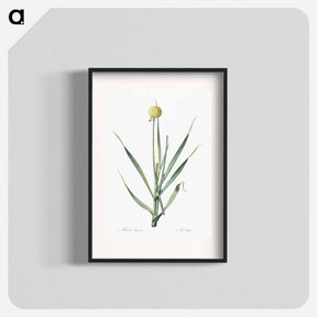 アートポスター-Lopsided onion illustration from Les liliacées - ピエール ジョゼフ ルドゥーテ Poster.
