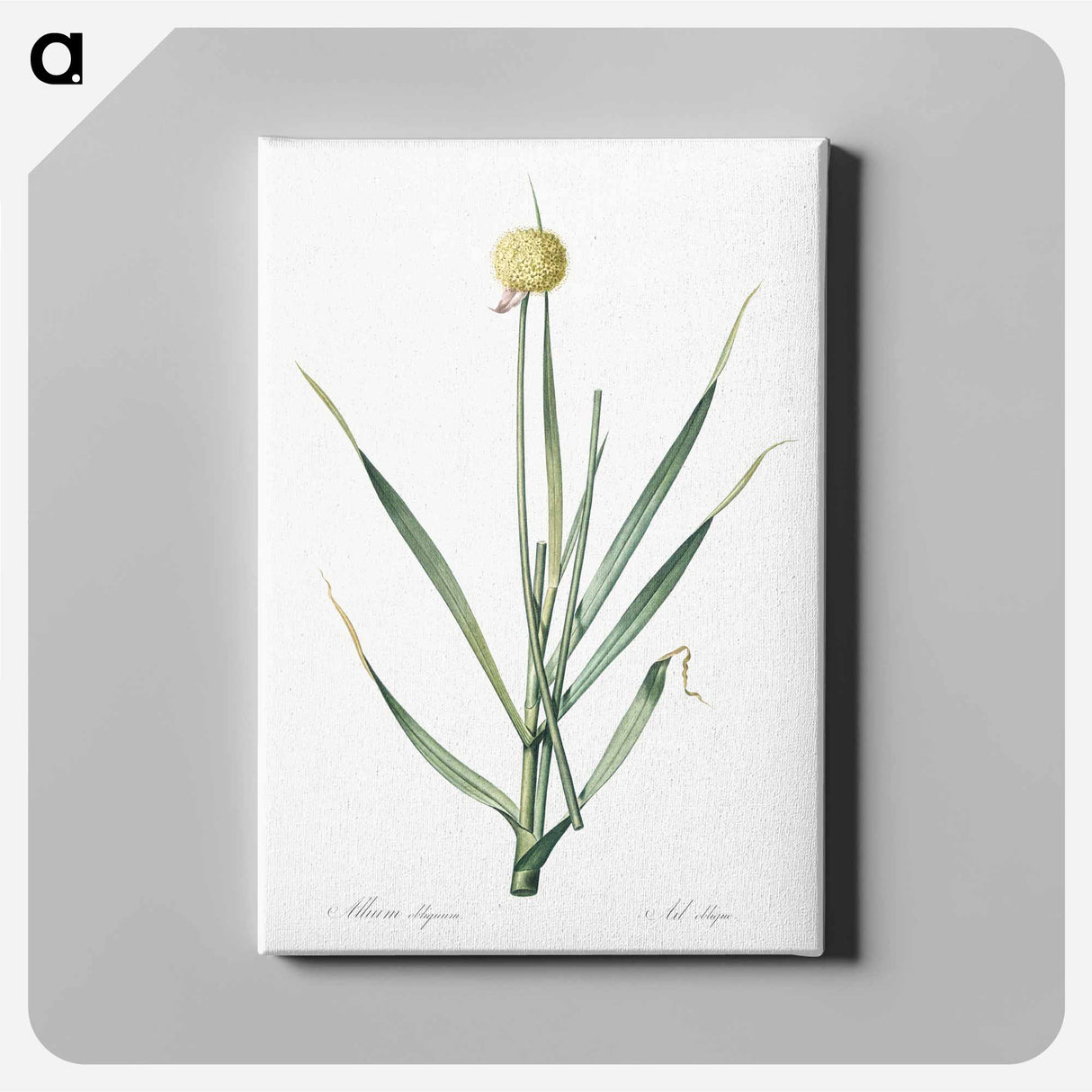 アートパネル-Lopsided onion illustration from Les liliacées - ピエール ジョゼフ ルドゥーテ Canvas.