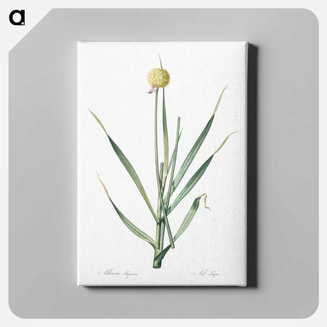 アートパネル-Lopsided onion illustration from Les liliacées - ピエール ジョゼフ ルドゥーテ Canvas.