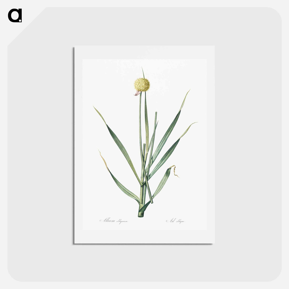 アートポストカード-Lopsided onion illustration from Les liliacées - ピエール ジョゼフ ルドゥーテ Postcard.