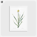 アートポストカード-Lopsided onion illustration from Les liliacées - ピエール ジョゼフ ルドゥーテ Postcard.