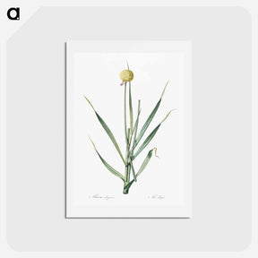 アートポストカード-Lopsided onion illustration from Les liliacées - ピエール ジョゼフ ルドゥーテ Postcard.