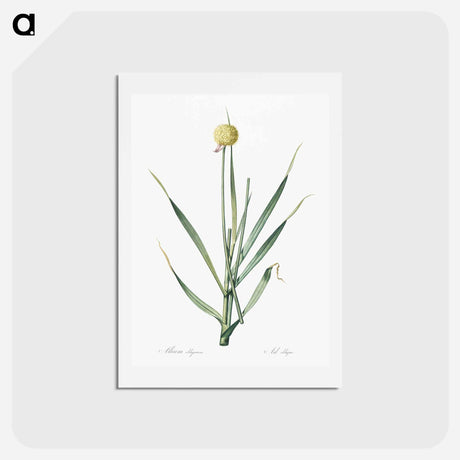 アートポストカード-Lopsided onion illustration from Les liliacées - ピエール ジョゼフ ルドゥーテ Postcard.