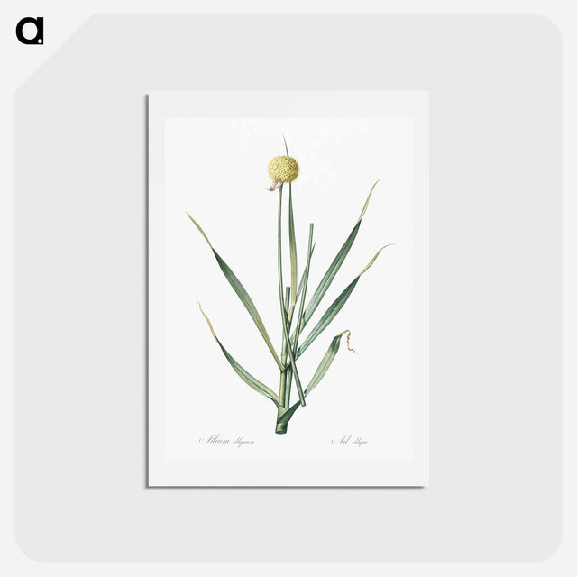 アートポストカード-Lopsided onion illustration from Les liliacées - ピエール ジョゼフ ルドゥーテ Postcard.