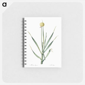 アートメモ帳-Lopsided onion illustration from Les liliacées - ピエール ジョゼフ ルドゥーテ Memo.