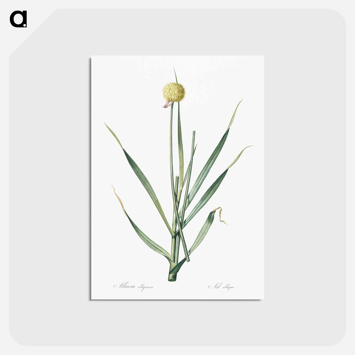 アートポストカード-Lopsided onion illustration from Les liliacées - ピエール ジョゼフ ルドゥーテ Postcard.