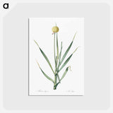 アートポストカード-Lopsided onion illustration from Les liliacées - ピエール ジョゼフ ルドゥーテ Postcard.