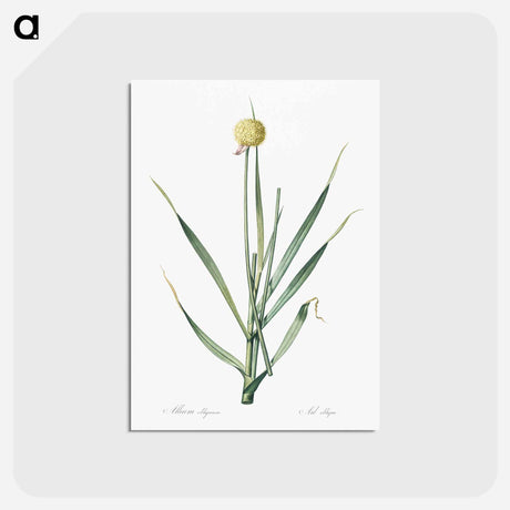 アートポストカード-Lopsided onion illustration from Les liliacées - ピエール ジョゼフ ルドゥーテ Postcard.