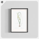 Albuca illustration - Pierre Joseph Redouté Poster.