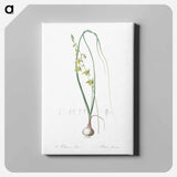アートパネル-Albuca illustration - ピエール ジョゼフ ルドゥーテ Canvas.