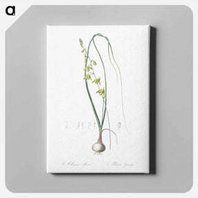 アートパネル-Albuca illustration - ピエール ジョゼフ ルドゥーテ Canvas.