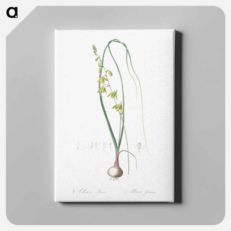 アートパネル-Albuca illustration - ピエール ジョゼフ ルドゥーテ Canvas.
