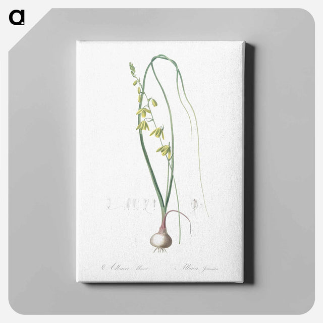 アートパネル-Albuca illustration - ピエール ジョゼフ ルドゥーテ Canvas.