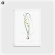アートポストカード-Albuca illustration - ピエール ジョゼフ ルドゥーテ Postcard.