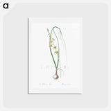 アートポストカード-Albuca illustration - ピエール ジョゼフ ルドゥーテ Postcard.