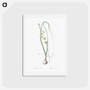 アートポストカード-Albuca illustration - ピエール ジョゼフ ルドゥーテ Postcard.