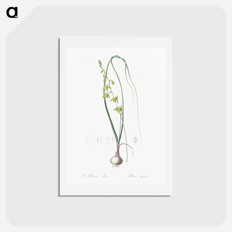 アートポストカード-Albuca illustration - ピエール ジョゼフ ルドゥーテ Postcard.