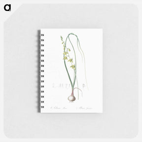 アートメモ帳-Albuca illustration - ピエール ジョゼフ ルドゥーテ Memo.