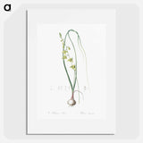 Albuca illustration - Pierre Joseph Redouté Poster.