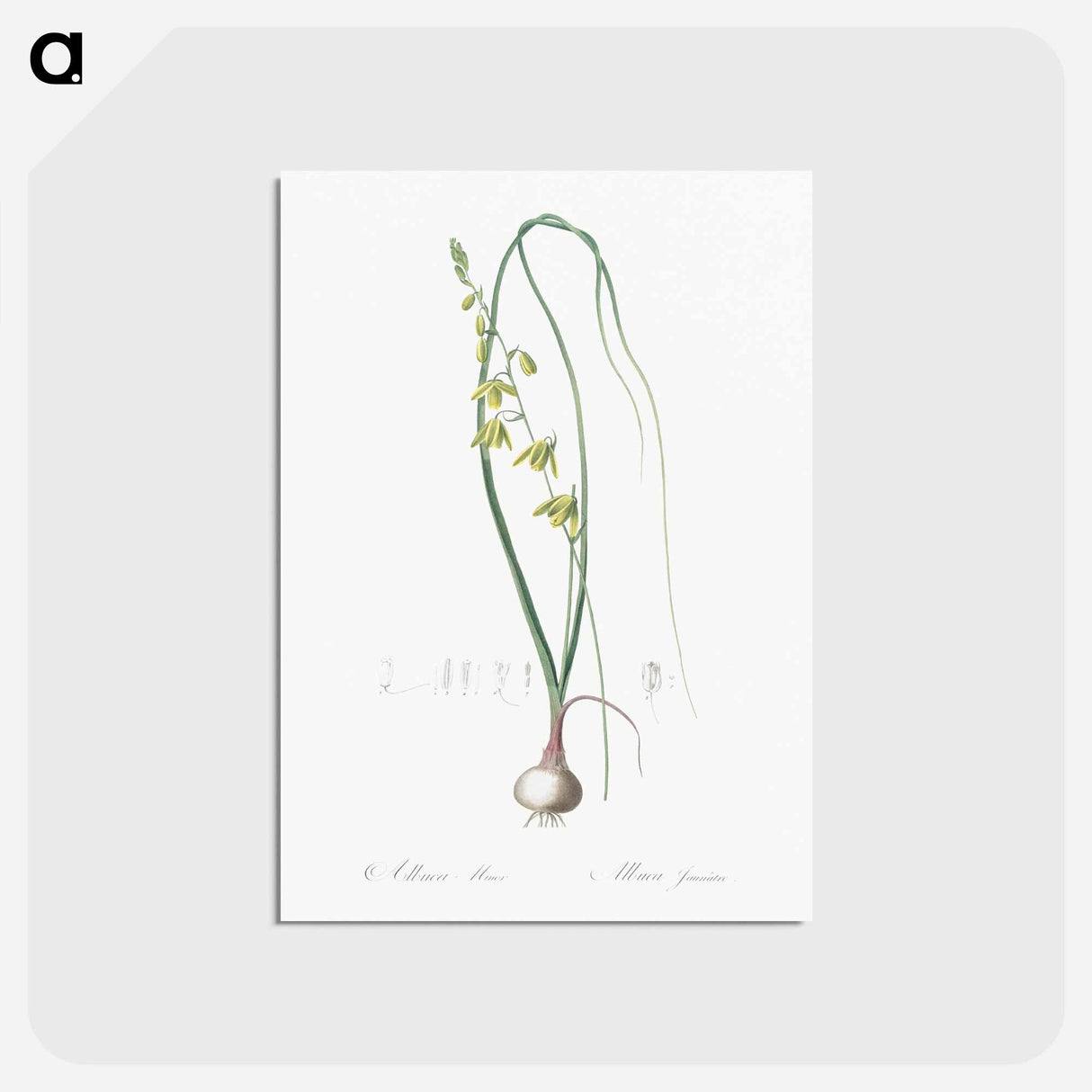 アートポストカード-Albuca illustration - ピエール ジョゼフ ルドゥーテ Postcard.