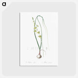 アートポストカード-Albuca illustration - ピエール ジョゼフ ルドゥーテ Postcard.