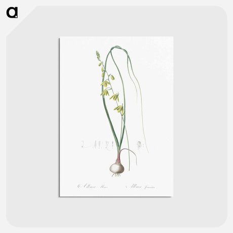 アートポストカード-Albuca illustration - ピエール ジョゼフ ルドゥーテ Postcard.