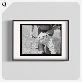 アートポスター-Marking a Nanny Goat
 - ラッセル リー Poster.