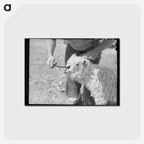 アートポストカード-Marking a Nanny Goat
 - ラッセル リー Postcard.