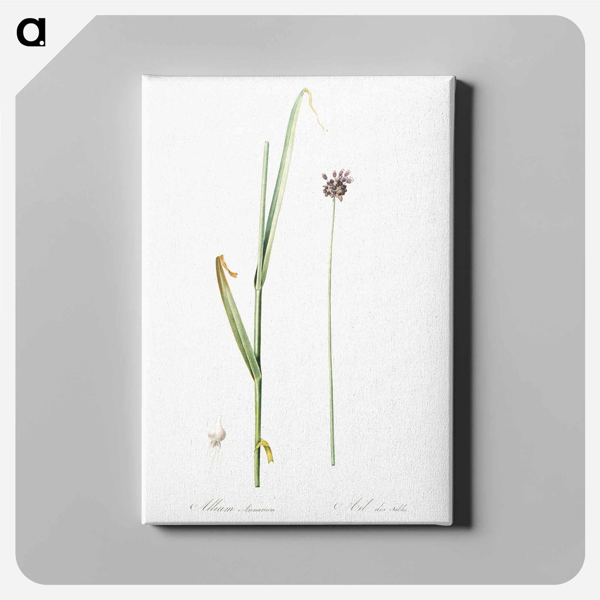 アートパネル-Sand leek illustration - ピエール ジョゼフ ルドゥーテ Canvas.