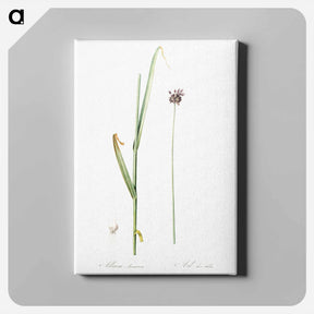アートパネル-Sand leek illustration - ピエール ジョゼフ ルドゥーテ Canvas.