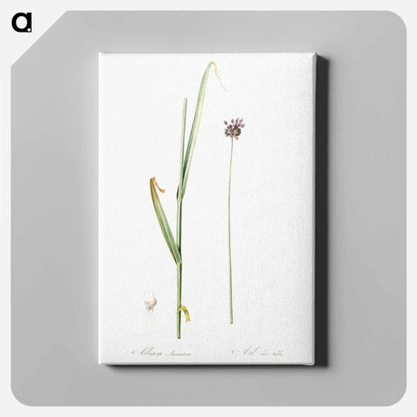 アートパネル-Sand leek illustration - ピエール ジョゼフ ルドゥーテ Canvas.