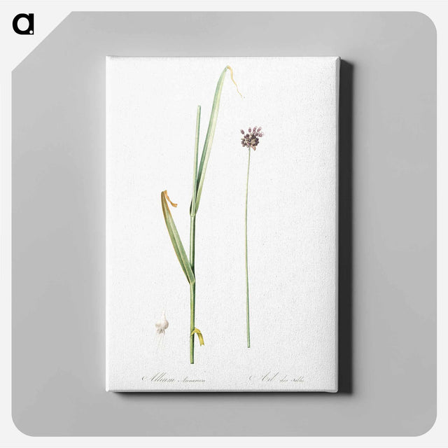 アートパネル-Sand leek illustration - ピエール ジョゼフ ルドゥーテ Canvas.